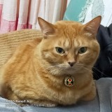 ミックス(雑種)、その他短毛種