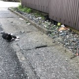ミックス(雑種)、その他