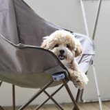 ミックス(雑種)、その他小型犬