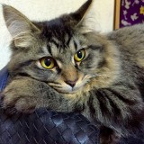 ミックス(雑種)、その他長毛種