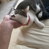 ミックス(雑種)、その他短毛種