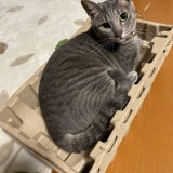 ミックス(雑種)、その他短毛種