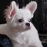 ミックス(雑種)、その他小型犬
