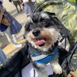 ミックス(雑種)、その他小型犬
