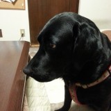 ミックス(雑種)、その他中型犬