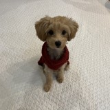 ミックス(雑種)、その他小型犬