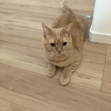ミックス(雑種)、その他短毛種