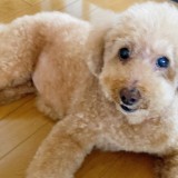 ミックス(雑種)、その他中型犬