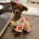 トイ・プードル