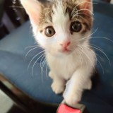 ミックス(雑種)、その他短毛種