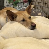 ミックス(雑種)、その他中型犬