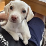 ミックス(雑種)、その他小型犬