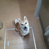 柴