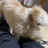 ミックス(雑種)、その他小型犬