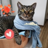 ミックス(雑種)、その他短毛種