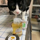 ミックス(雑種)、その他短毛種