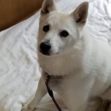 ミックス(雑種)、その他中型犬