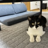 ミックス(雑種)、その他短毛種