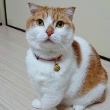 ミックス(雑種)、その他短毛種