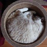 ミックス(雑種)、その他長毛種