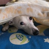 ミックス(雑種)、その他中型犬