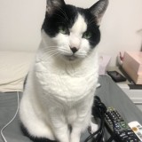 ミックス(雑種)、その他短毛種