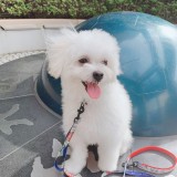 ミックス(雑種)、その他小型犬