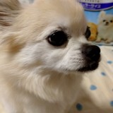 チワワ