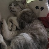 ミックス(雑種)、その他短毛種