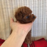 ティーカッププードル