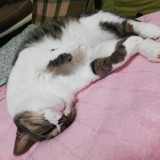 ミックス(雑種)、その他短毛種