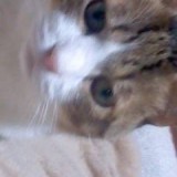 ミックス(雑種)、その他短毛種