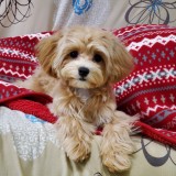 ミックス(雑種)、その他小型犬