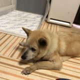 ミックス(雑種)、その他中型犬