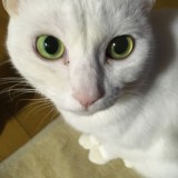ミックス(雑種)、その他短毛種