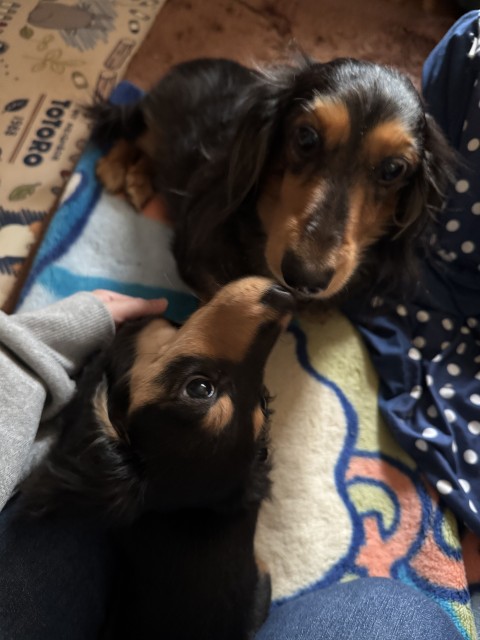 去年の12月から多頭飼いをはじめ2ヶ月がたちました。来た日に…｜犬猫の