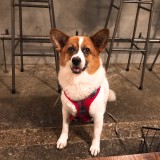 ミックス(雑種)、その他中型犬
