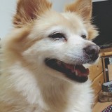 ミックス(雑種)、その他中型犬