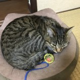ミックス(雑種)、その他短毛種