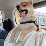 ミックス(雑種)、その他中型犬