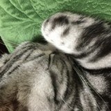 アメリカンショートヘア