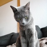 ミックス(雑種)、その他短毛種