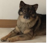 ミックス(雑種)、その他中型犬