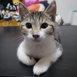 ミックス(雑種)、その他短毛種
