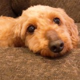ミックス(雑種)、その他小型犬