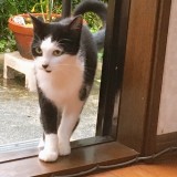 ミックス(雑種)、その他短毛種