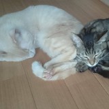 ミックス(雑種)、その他